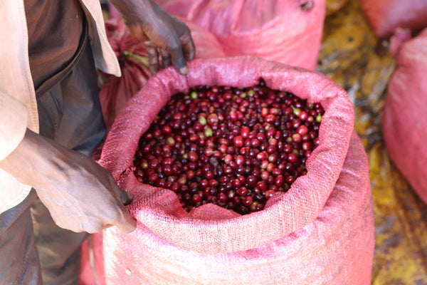 The Source - Ethiopia
