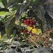 Load image into Gallery viewer, Las Brisas, Colombia 120g