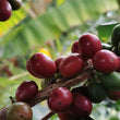 Load image into Gallery viewer, Las Brisas, Colombia 120g