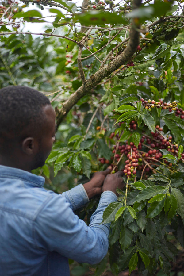 Mwami - Burundi