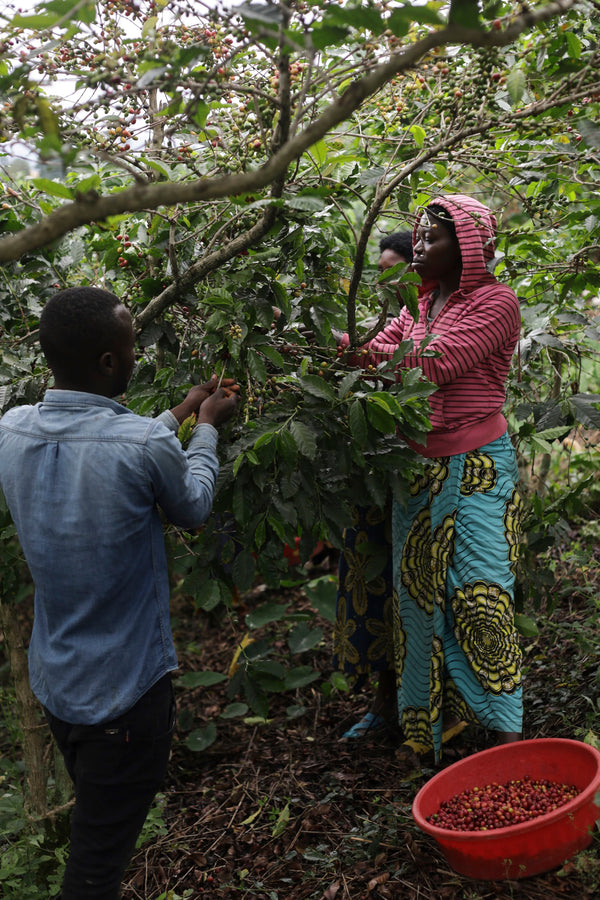 Mwami - Burundi