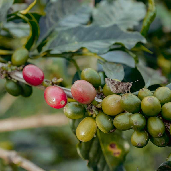 Alex Arango Coffee Cherries - Grand Cru